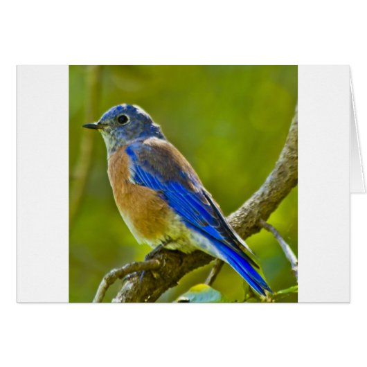 Western Bluebird Cards (Front Horizontal)