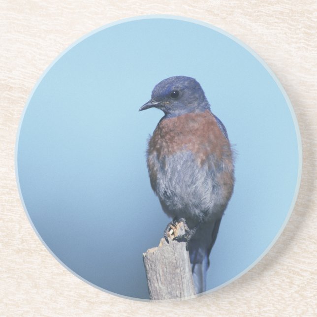 Western bluebird drink coaster (Front)