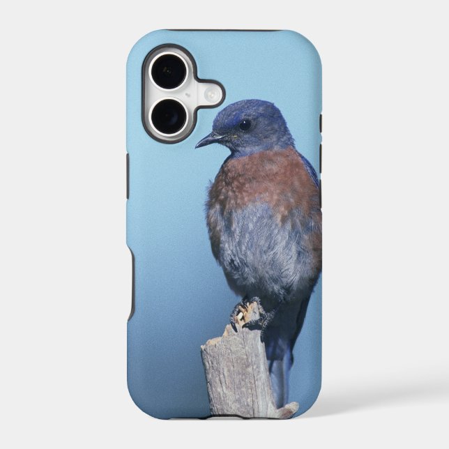 Western bluebird iphone case (Back)