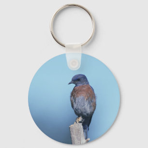Western bluebird keychain