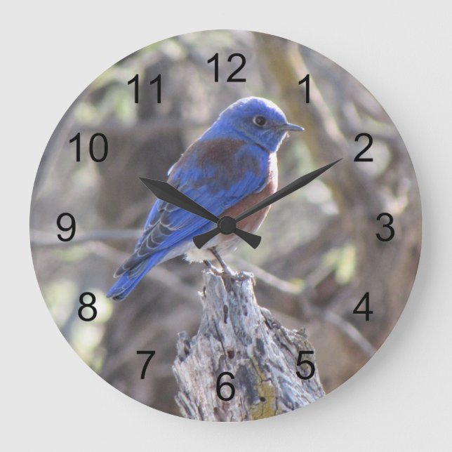 Western Bluebird Large Clock (Front)
