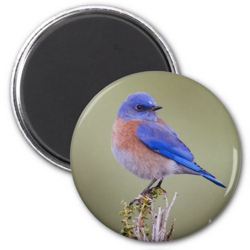 Western Bluebird Magnet