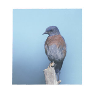 Western bluebird notepad