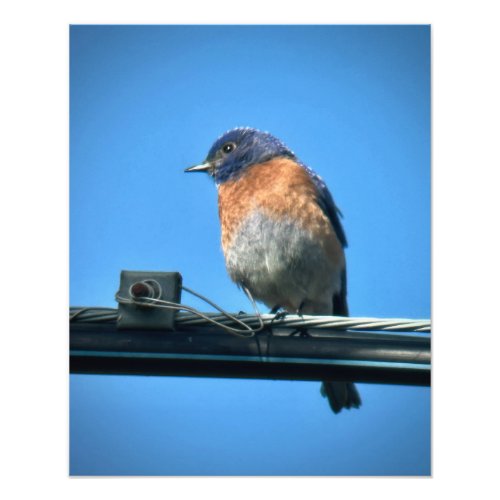 Western Bluebird Photo Print
