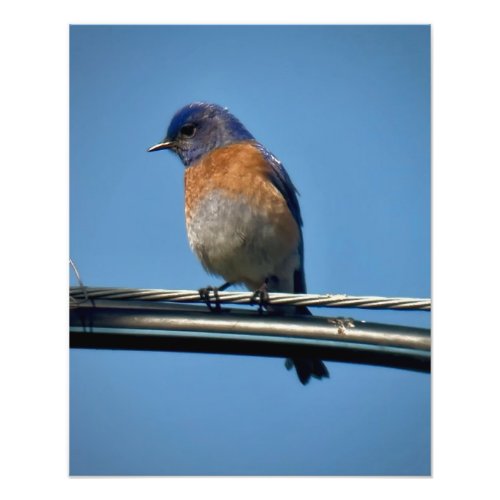 Western Bluebird Photo Print