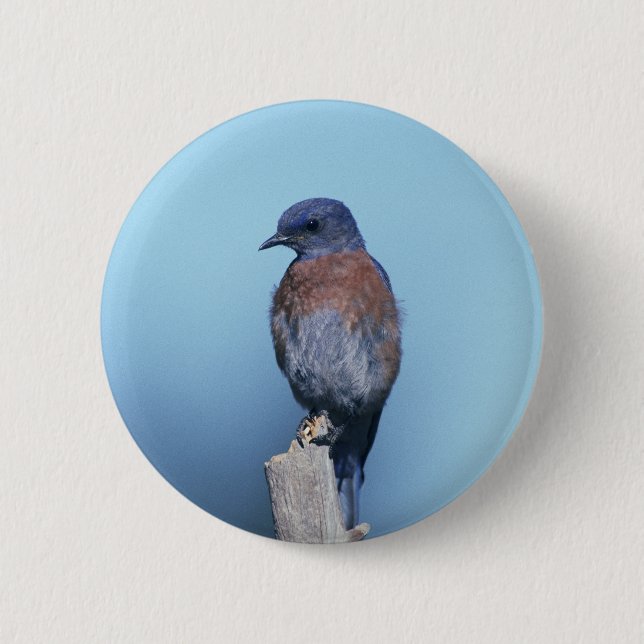 Western Bluebird Pinback Button (Front)