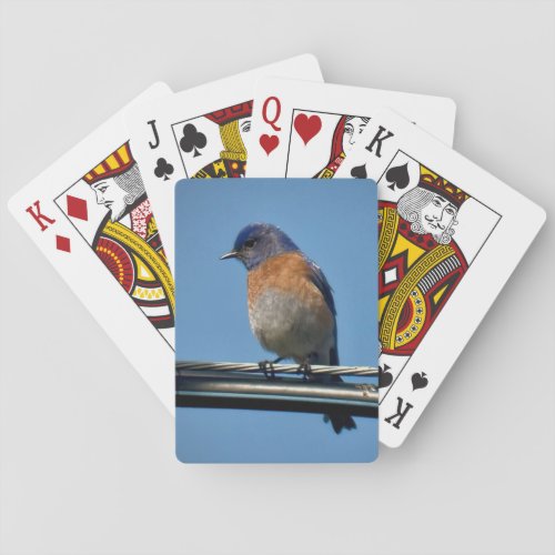 Western Bluebird Playing Cards