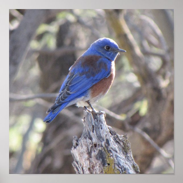 Western Bluebird Poster (Front)