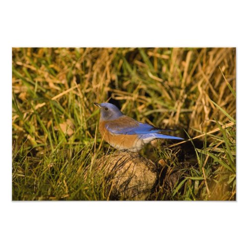 Western bluebird Sialia mexicana adult male Photo Print