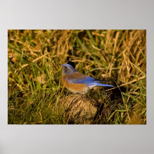 Western bluebird Sialia mexicana adult male Poster