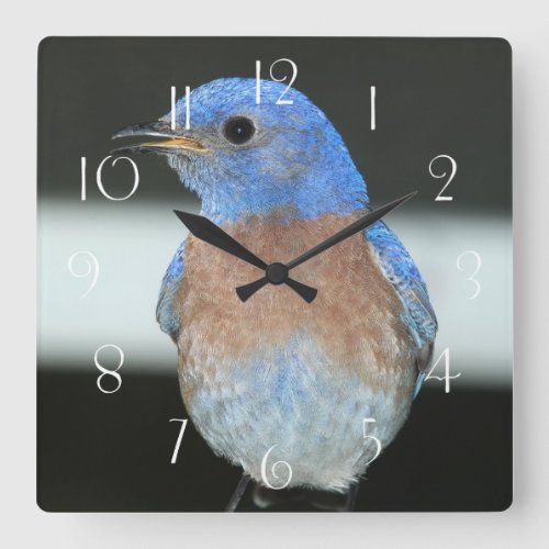 Western bluebird square wall clock