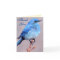 Western Bluebird Thank You Card