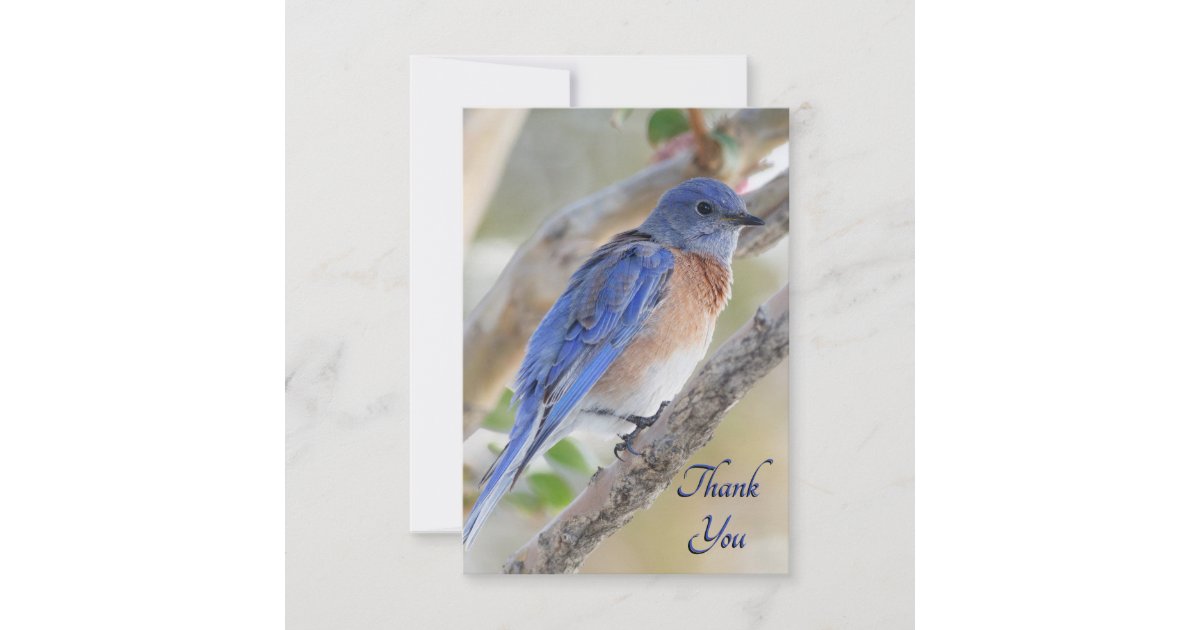 Western Bluebird Thank You Card | Zazzle