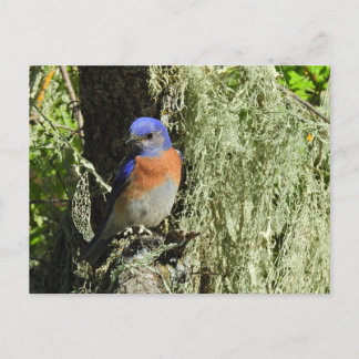 Western Bluebird, wildlife, postcard