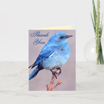 Western Bluebird You Thank Card by FalconsEye at Zazzle