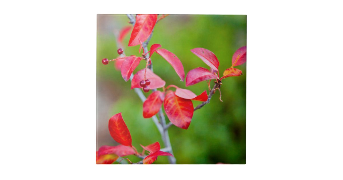Western Choke Cherry (Prunus Virginiana) In Fall Tile Zazzle