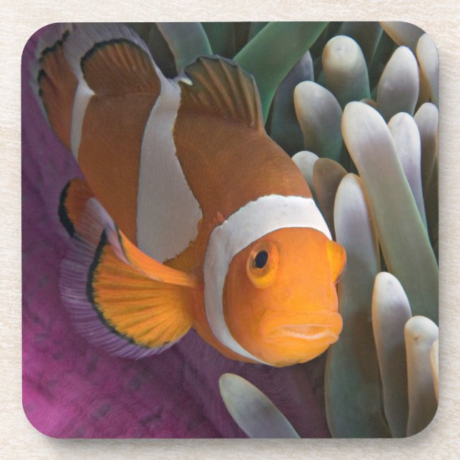 Western Clown Anemone Fish Beverage Coaster (Front)