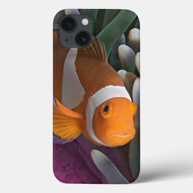 Western Clown Anemone Fish Case-Mate iPhone Case (Back)