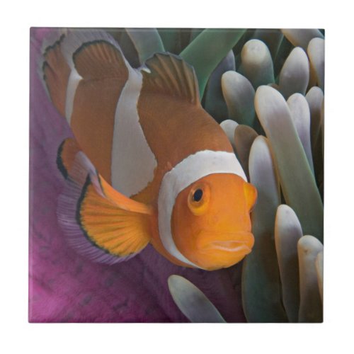 Western Clown Anemone Fish Ceramic Tile