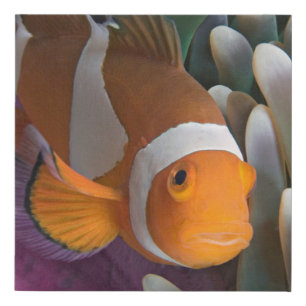 Western Clown Anemone Fish Faux Canvas Print