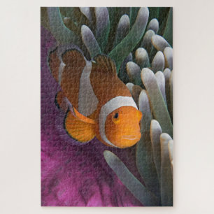 Western Clown Anemone Fish Jigsaw Puzzle