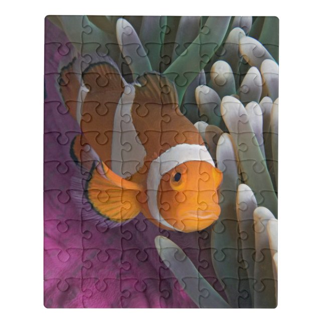 Western Clown Anemone Fish Jigsaw Puzzle (Puzzle Vertical)