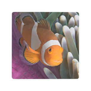 Western Clown Anemone Fish Metal Print
