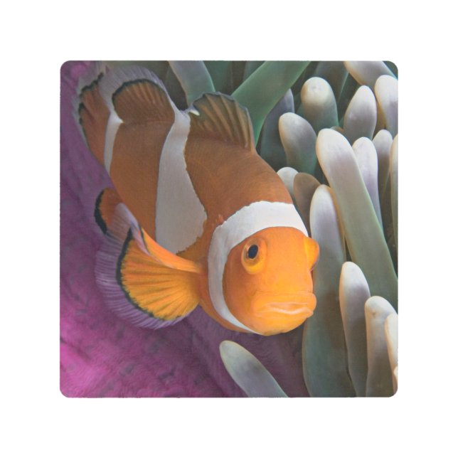 Western Clown Anemone Fish Metal Print (Front)