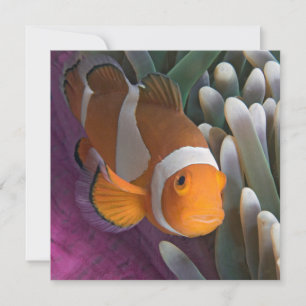 Western Clown Anemone Fish Note Card