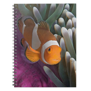 Western Clown Anemone Fish Notebook