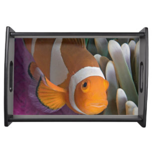 Western Clown Anemone Fish Serving Tray