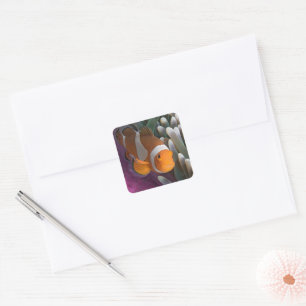 Western Clown Anemone Fish Square Sticker