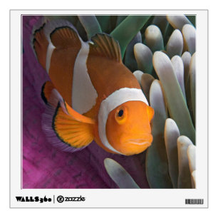 Western Clown Anemone Fish Wall Decal