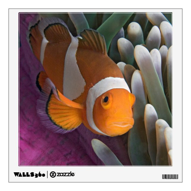 Western Clown Anemone Fish Wall Decal (Front)