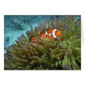 Western Clownfish ( Amphiprion ocellaris ) (Front Horizontal)
