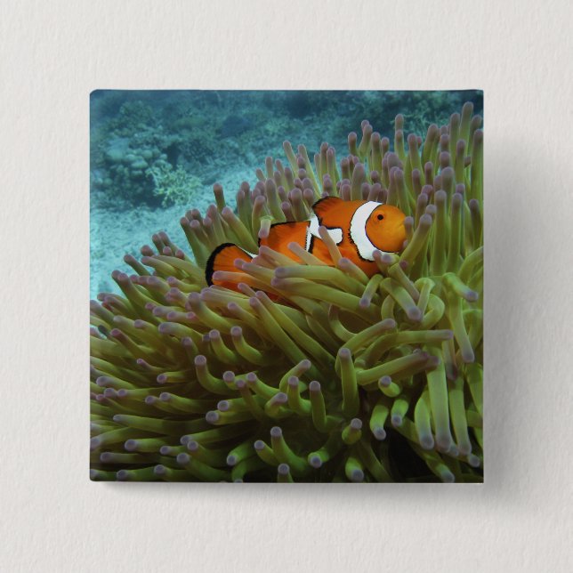 Western Clownfish ( Amphiprion ocellaris ) Button (Front)
