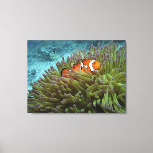 Western Clownfish  Amphiprion ocellaris  in Canvas Print