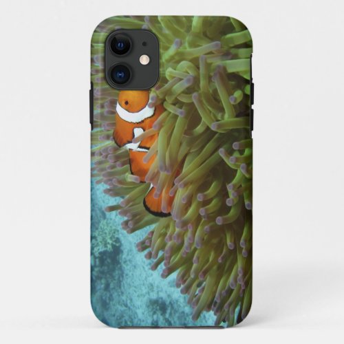 Western Clownfish  Amphiprion ocellaris  in iPhone 11 Case