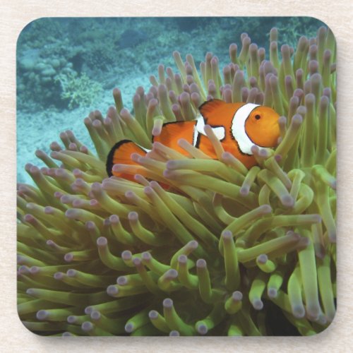 Western Clownfish  Amphiprion ocellaris  in Coaster