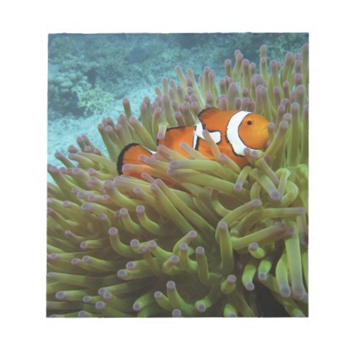Western Clownfish  Amphiprion ocellaris  in Notepad