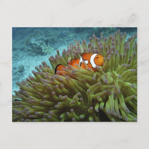 Western Clownfish  Amphiprion ocellaris  in Postcard