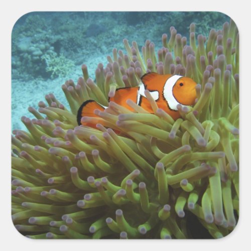 Western Clownfish  Amphiprion ocellaris  in Square Sticker