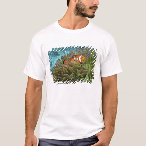 Western Clownfish  Amphiprion ocellaris  in T_Shirt