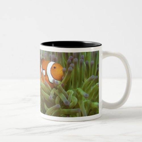 Western Clownfish  Amphiprion ocellaris  in Two_Tone Coffee Mug