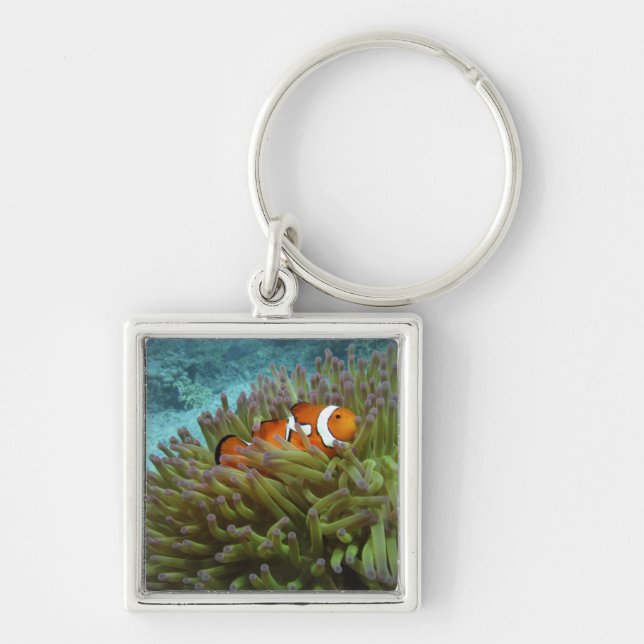 Western Clownfish ( Amphiprion ocellaris ) Keychain (Front)
