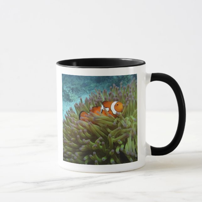Western Clownfish ( Amphiprion ocellaris ) Mug (Right)