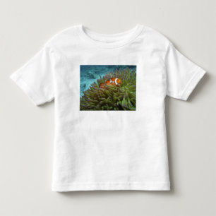 Western Clownfish ( Amphiprion ocellaris ) Toddler T-shirt
