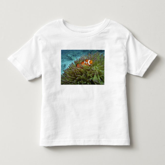 Western Clownfish ( Amphiprion ocellaris ) Toddler T-shirt (Front)