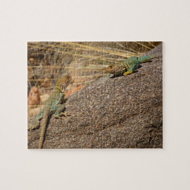 Western Collared Lizards in Colorado Jigsaw Puzzle (Horizontal)