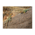 Western Collared Lizards in Colorado Postcard